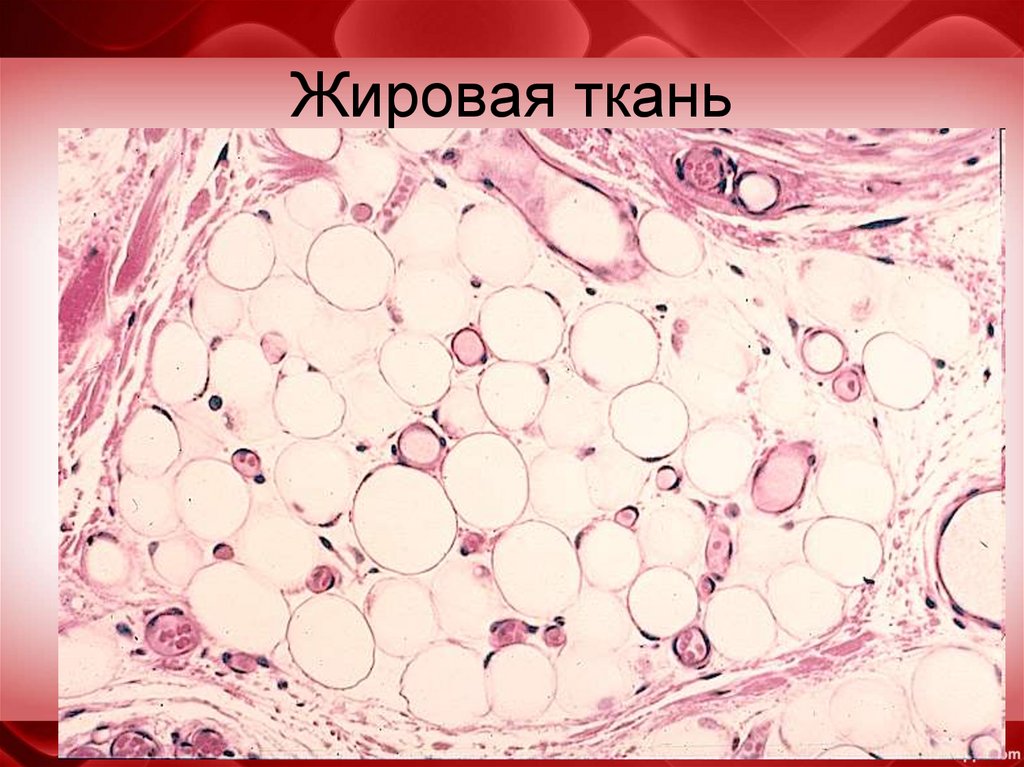 Жировая ткань