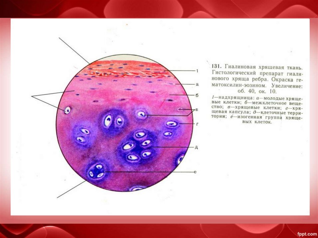 Хрящевая ткань