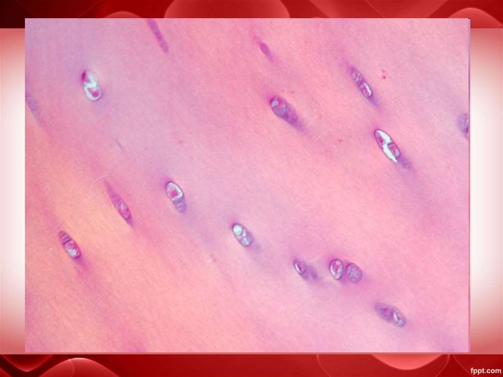 Хрящевая ткань