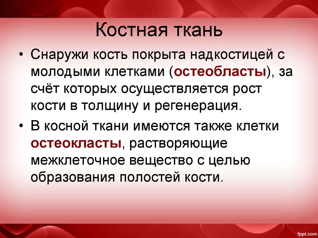 Костная ткань