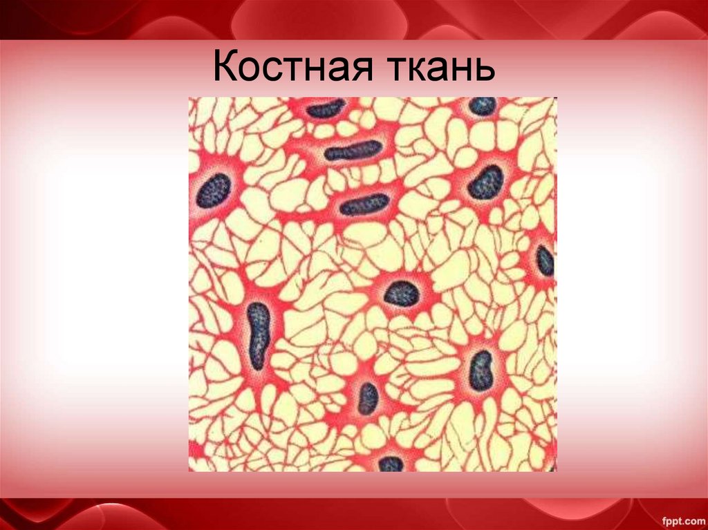 Костная ткань