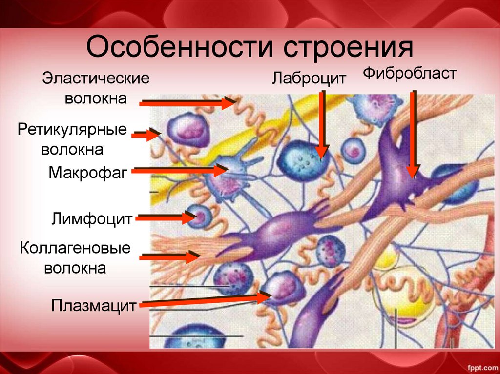 Особенности строения