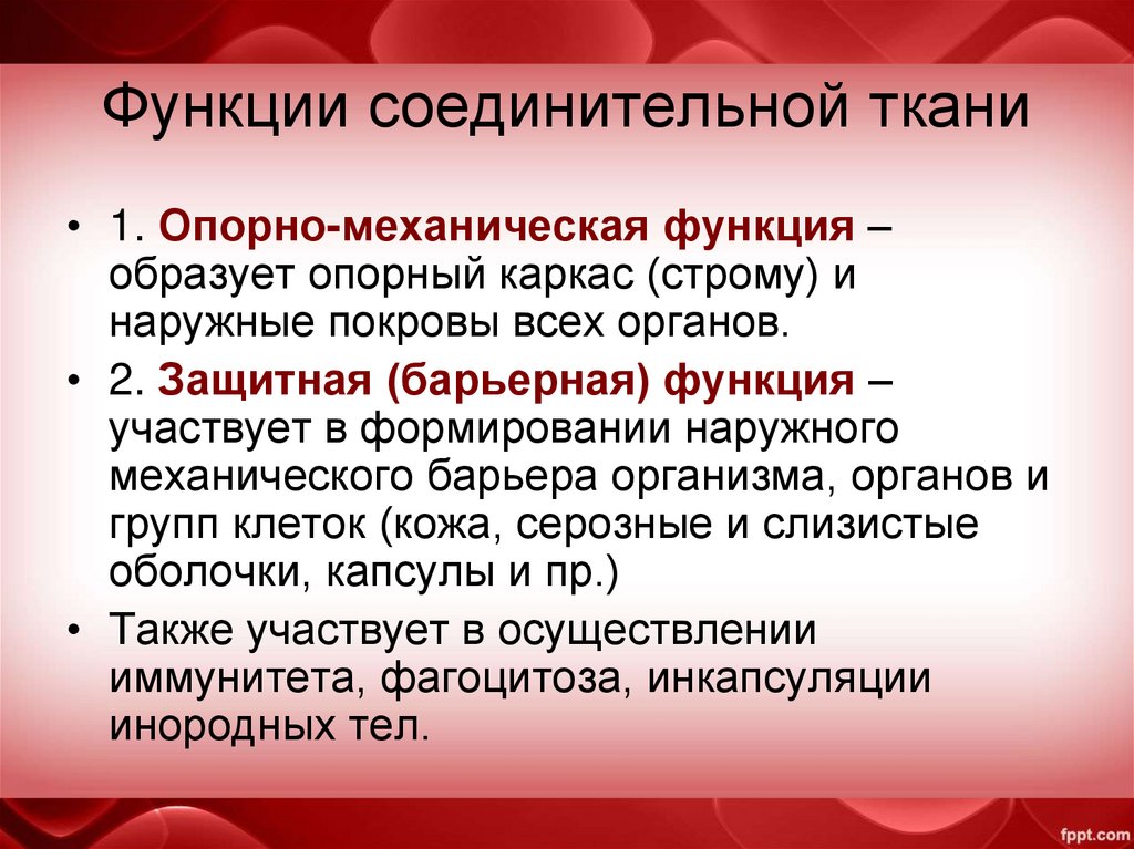 Функции соединительной ткани