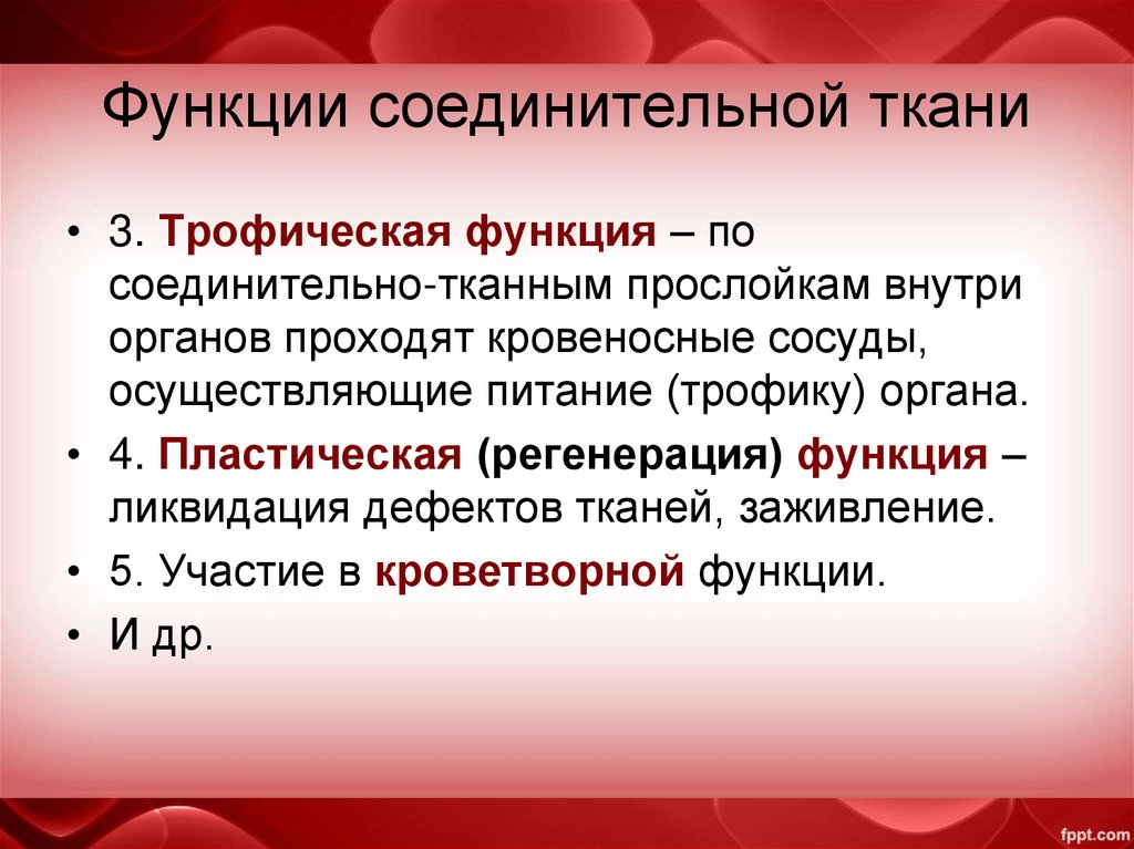 Функции соединительной ткани