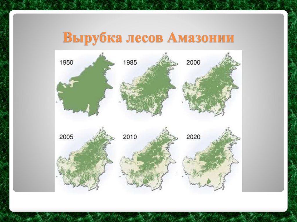 Вырубка лесов Амазонии