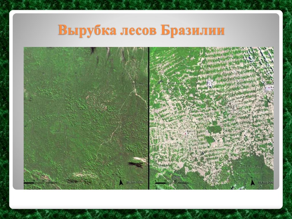 Вырубка лесов Бразилии