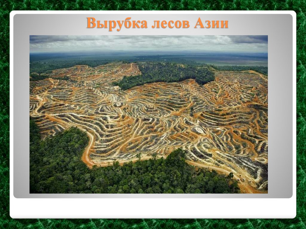 Вырубка лесов Азии