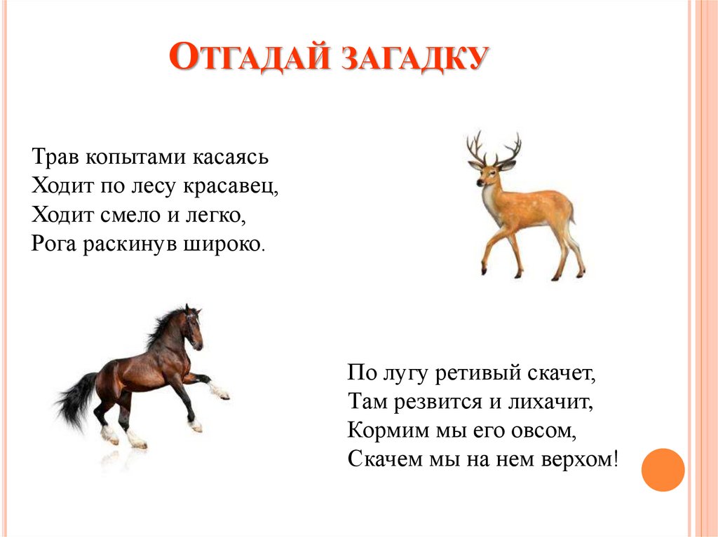 Отгадай загадку