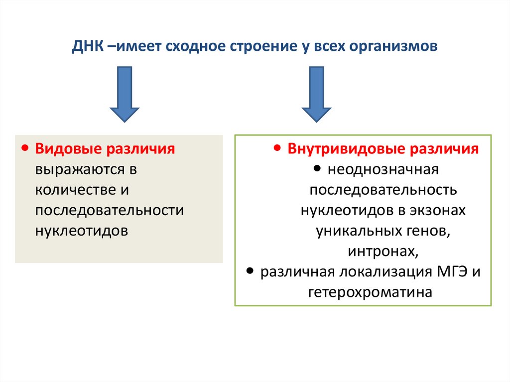 ДНК –имеет сходное строение у всех организмов