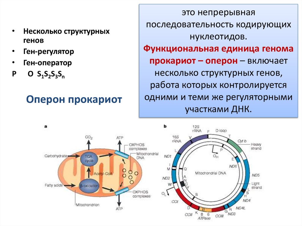 Оперон прокариот