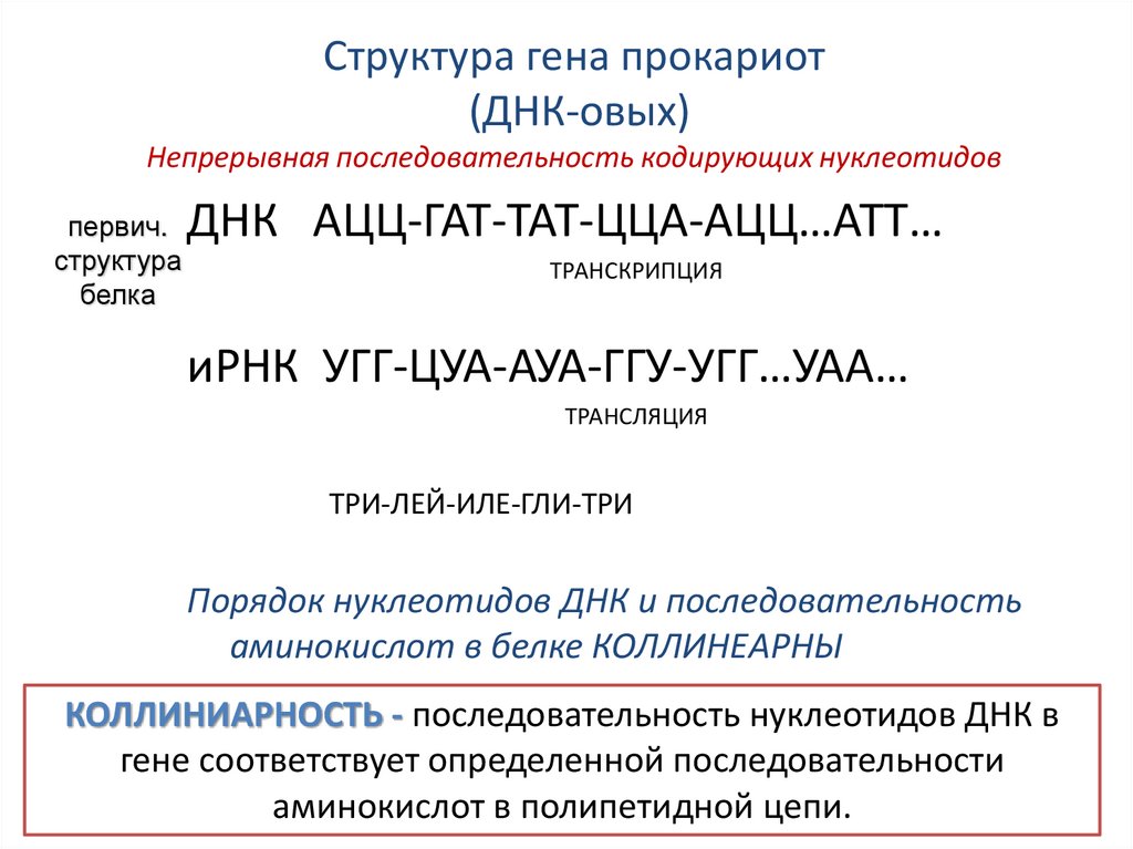Структура гена прокариот (ДНК-овых) Непрерывная последовательность кодирующих нуклеотидов
