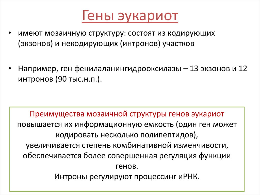 Гены эукариот