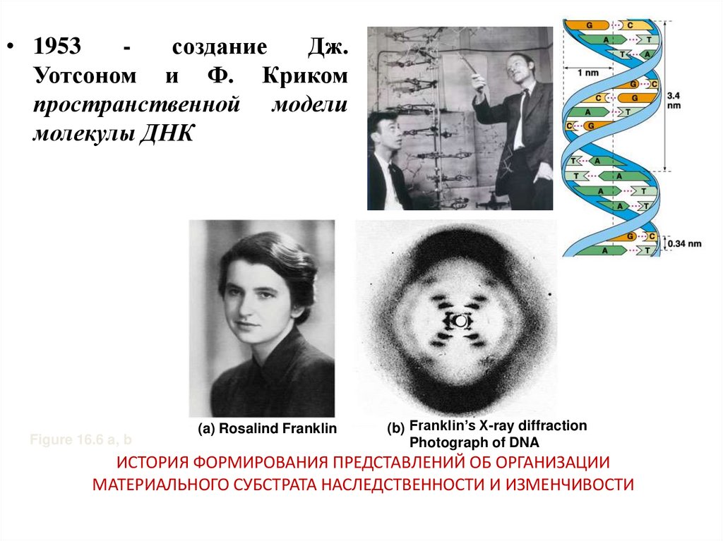 ИСТОРИЯ ФОРМИРОВАНИЯ ПРЕДСТАВЛЕНИЙ ОБ ОРГАНИЗАЦИИ МАТЕРИАЛЬНОГО СУБСТРАТА НАСЛЕДСТВЕННОСТИ И ИЗМЕНЧИВОСТИ