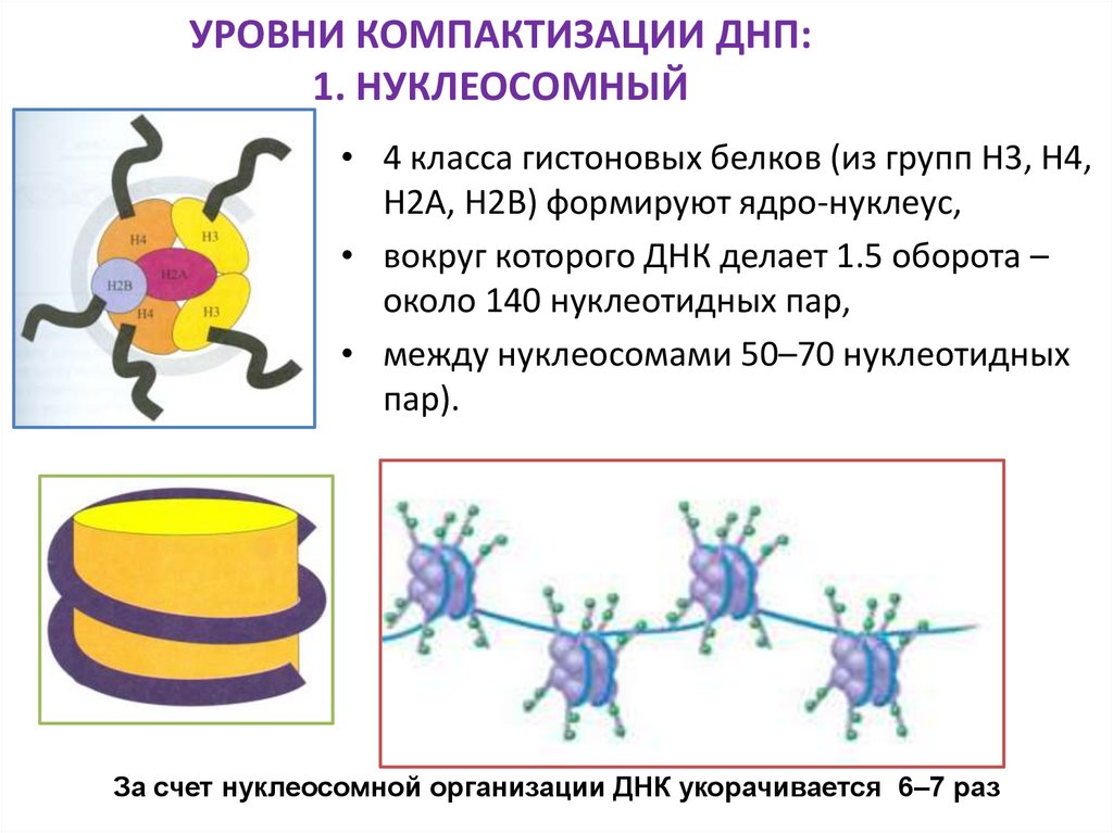 УРОВНИ КОМПАКТИЗАЦИИ ДНП: 1. НУКЛЕОСОМНЫЙ