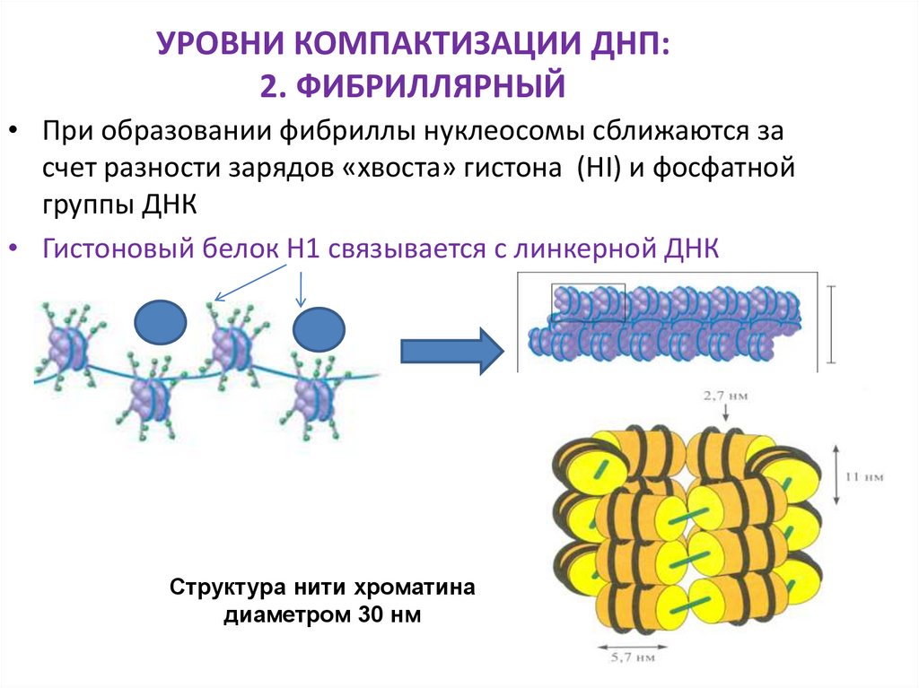 УРОВНИ КОМПАКТИЗАЦИИ ДНП: 2. ФИБРИЛЛЯРНЫЙ