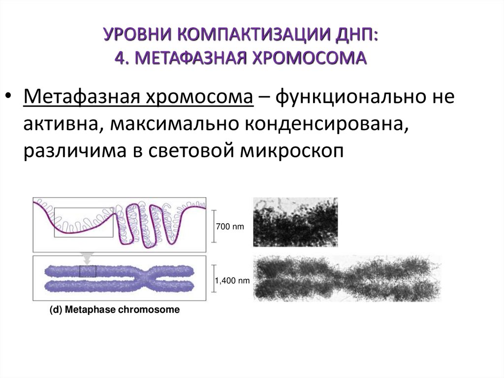 УРОВНИ КОМПАКТИЗАЦИИ ДНП: 4. МЕТАФАЗНАЯ ХРОМОСОМА