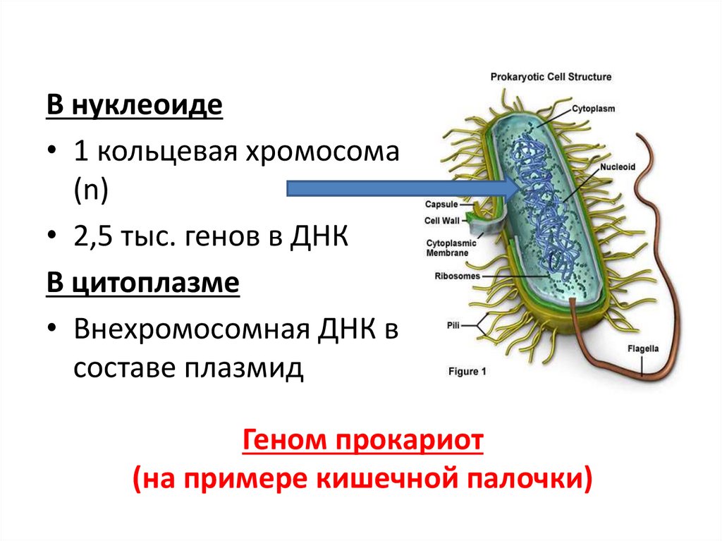 Геном прокариот (на примере кишечной палочки)