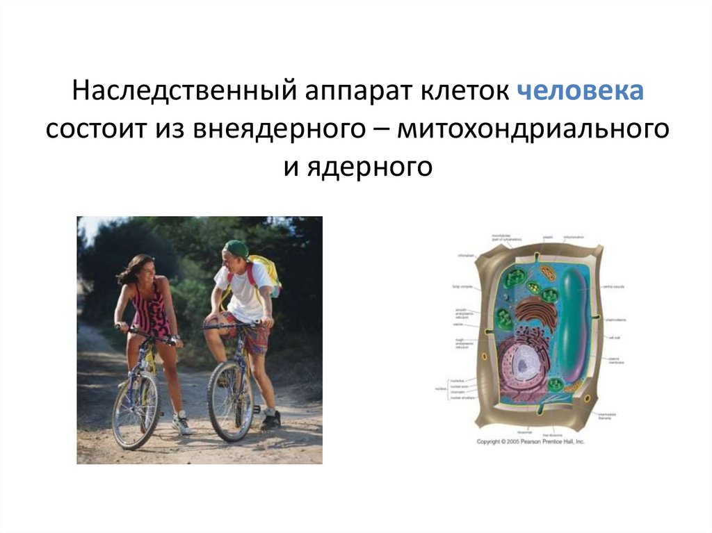 Наследственный аппарат клеток человека состоит из внеядерного – митохондриального и ядерного