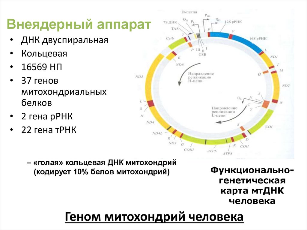 Геном митохондрий человека