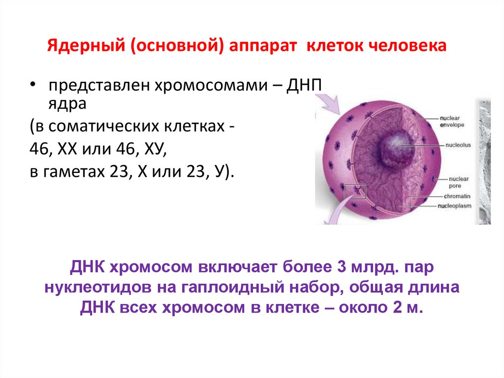 Ядерный (основной) аппарат клеток человека