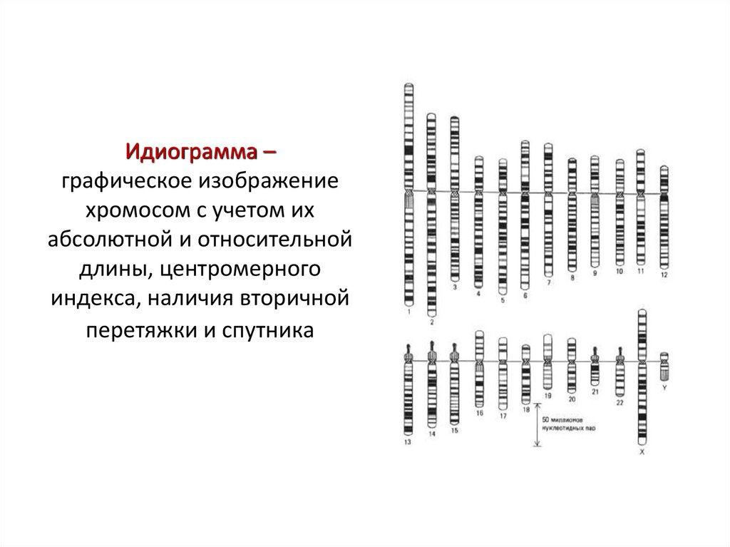 Идиограмма – графическое изображение хромосом с учетом их абсолютной и относительной длины, центромерного индекса, наличия