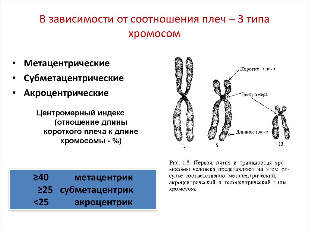В зависимости от соотношения плеч – 3 типа хромосом