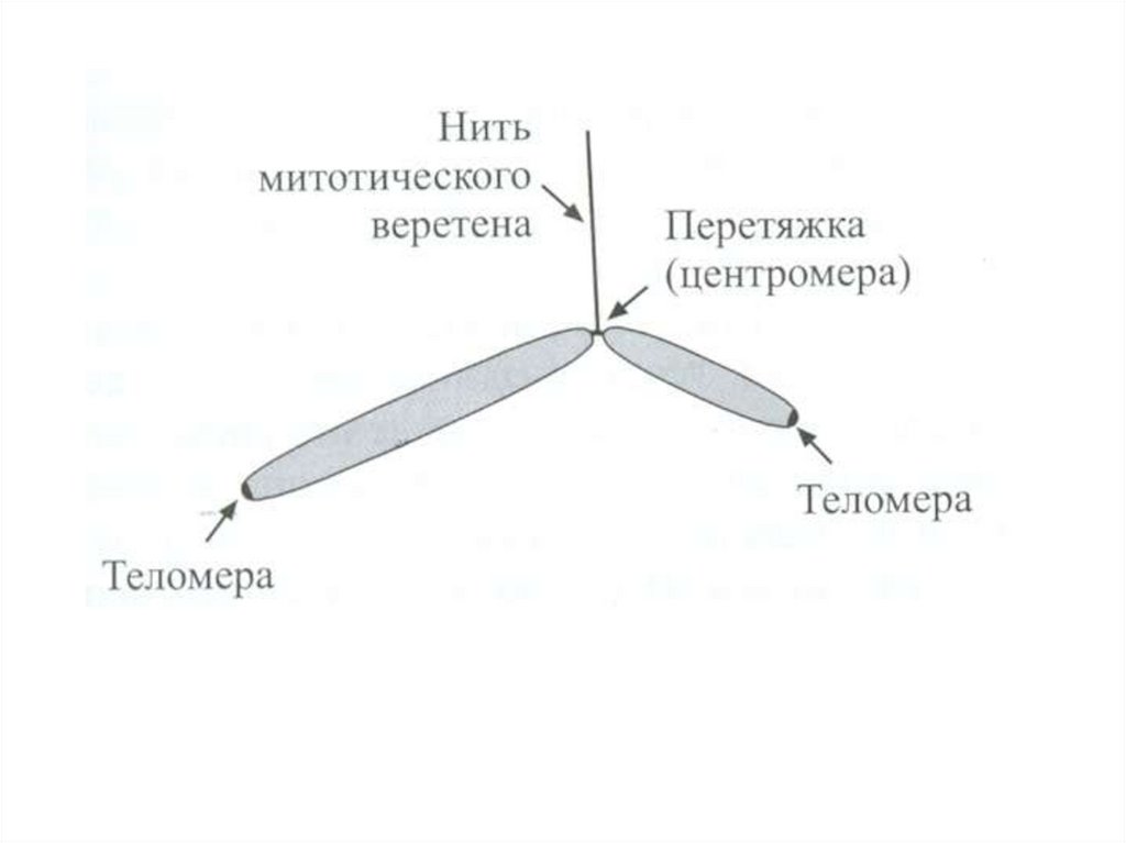 Теломеры на концах митотической хромосомы