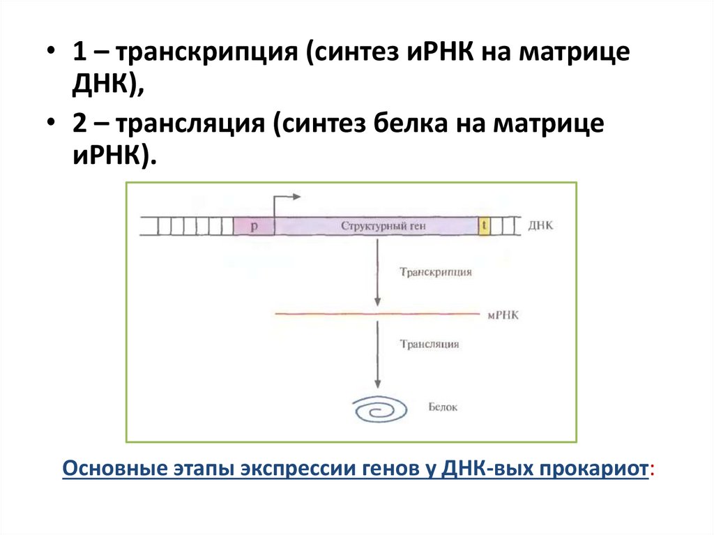 Основные этапы экспрессии генов у ДНК-вых прокариот: