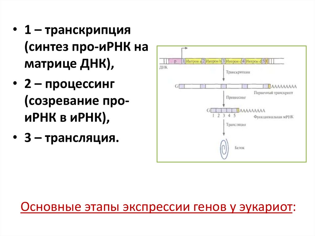 Основные этапы экспрессии генов у эукариот: