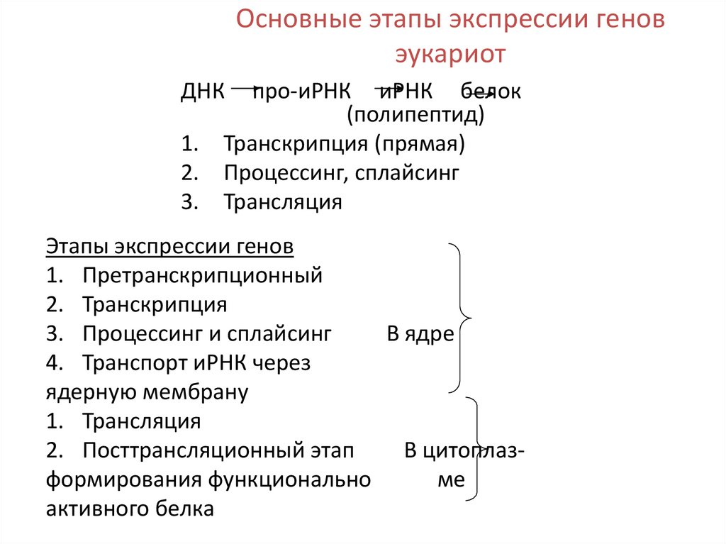 Основные этапы экспрессии генов эукариот