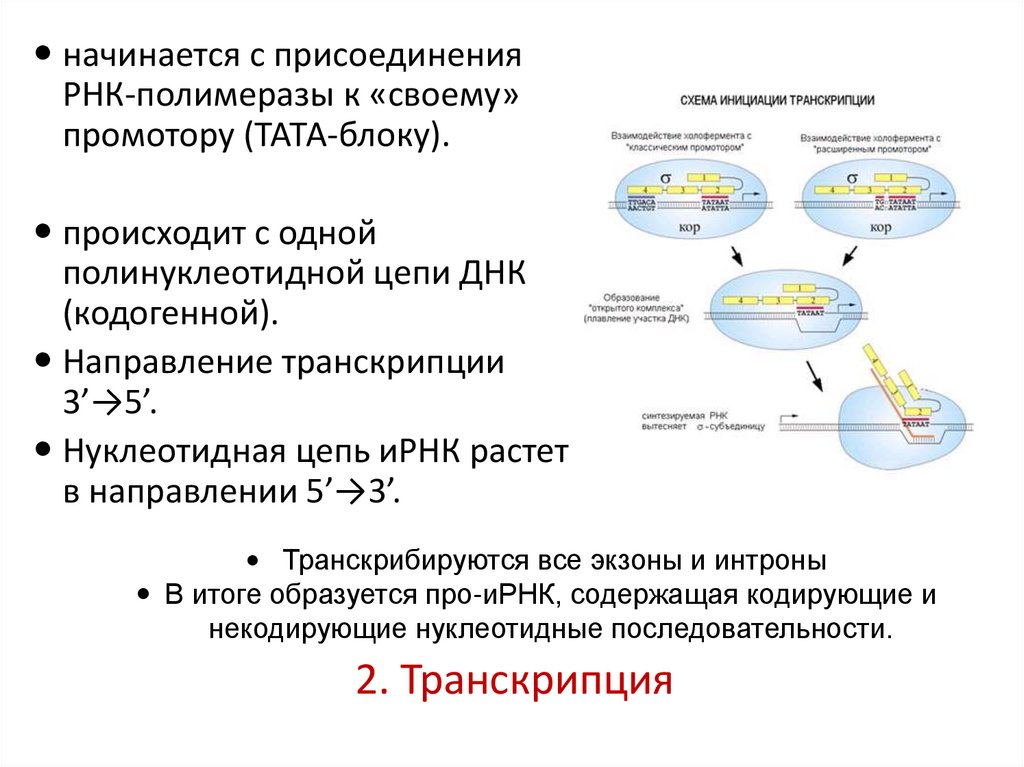 2. Транскрипция