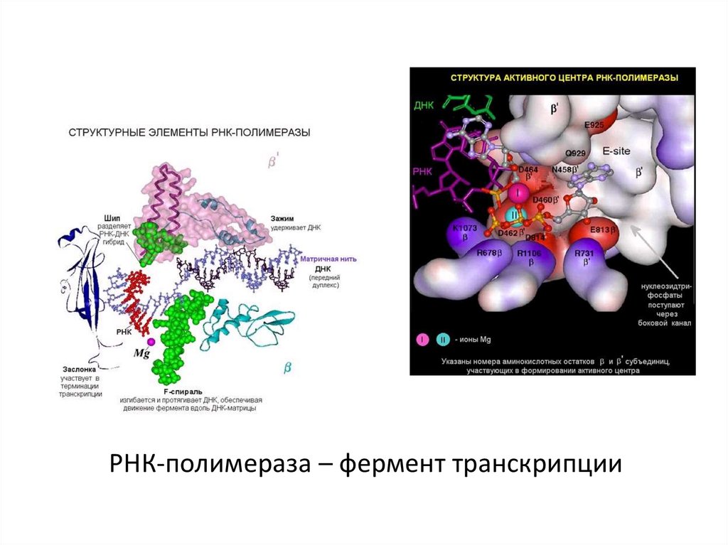 РНК-полимераза – фермент транскрипции