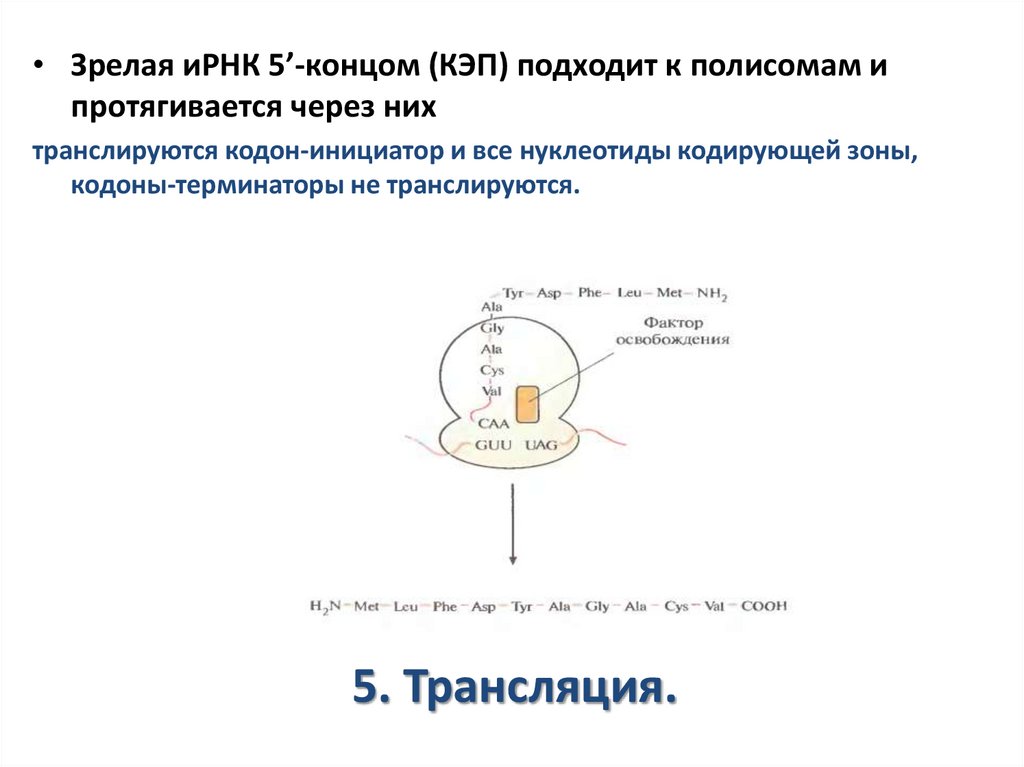 5. Трансляция.