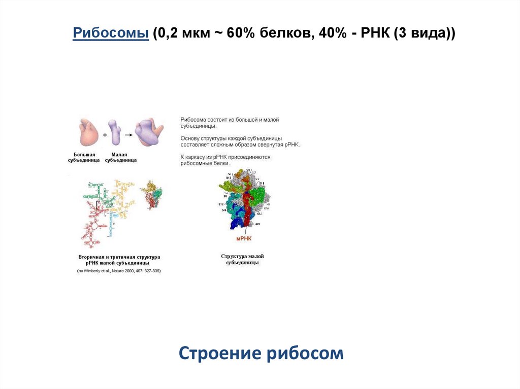 Строение рибосом