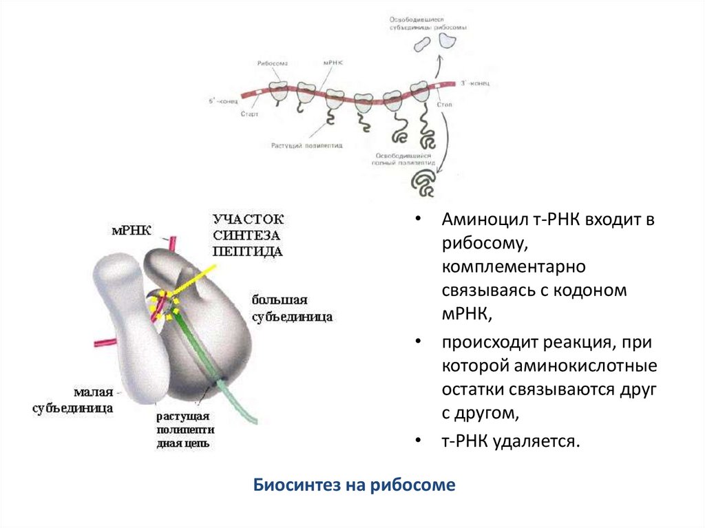 Биосинтез на рибосоме
