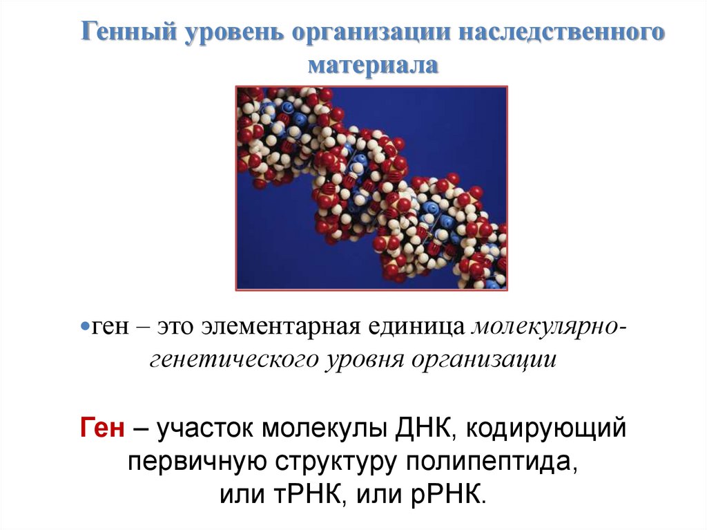 Генный уровень организации наследственного материала