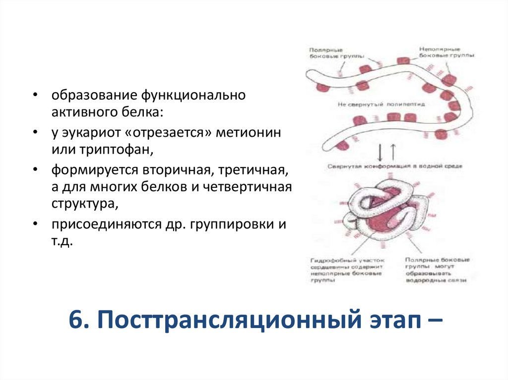 6. Посттрансляционный этап –