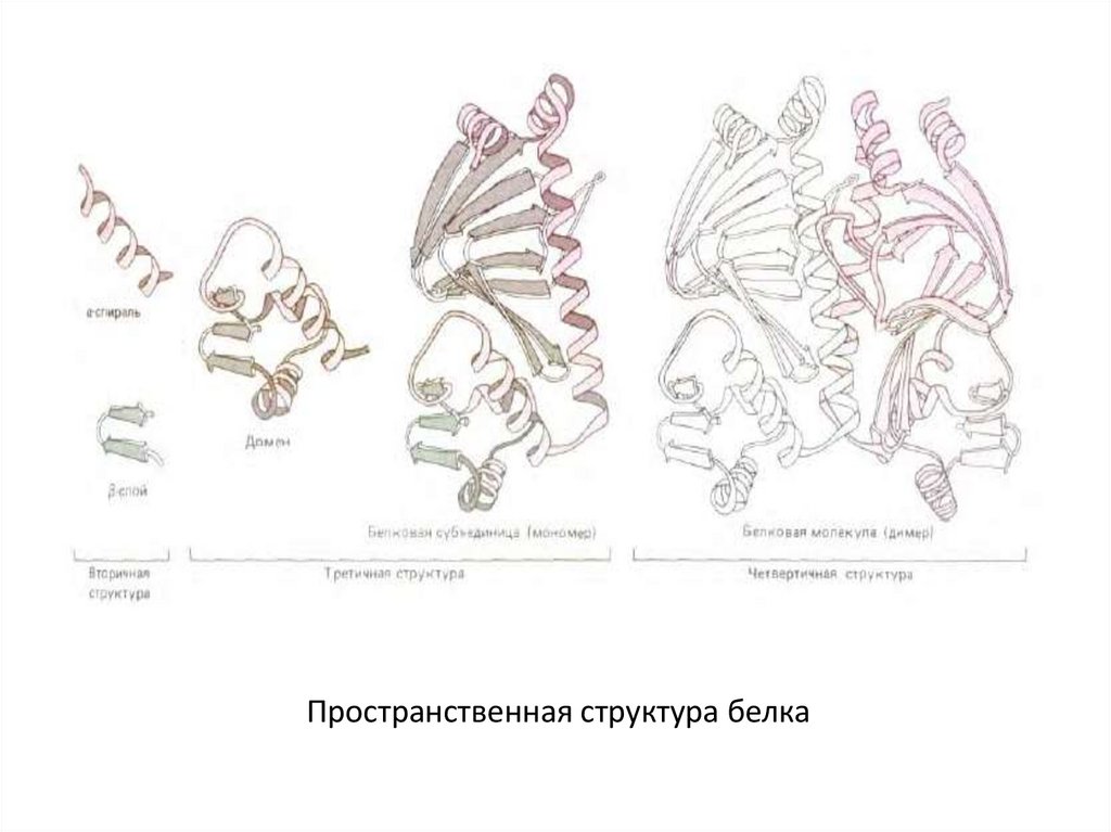 Пространственная структура белка