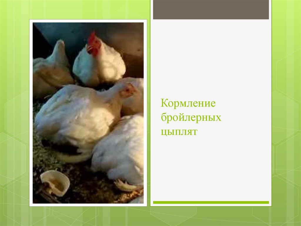 Кормление бройлерных цыплят