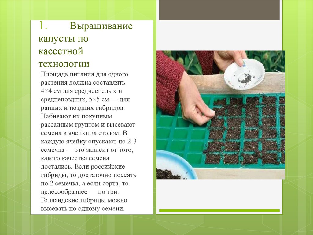 1. Выращивание капусты по кассетной технологии