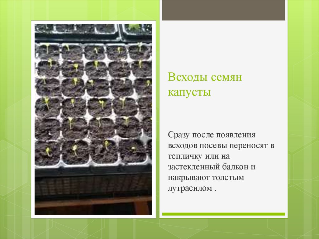 Всходы семян капусты