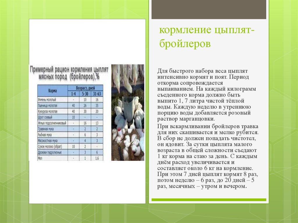 кормление цыплят-бройлеров