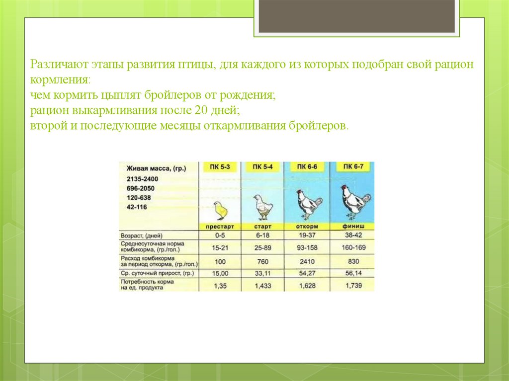 Различают этапы развития птицы, для каждого из которых подобран свой рацион кормления: чем кормить цыплят бройлеров от