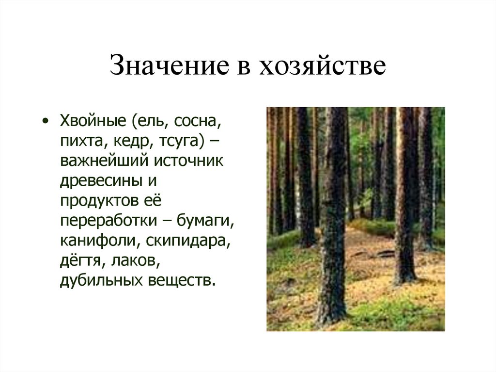 Значение в хозяйстве