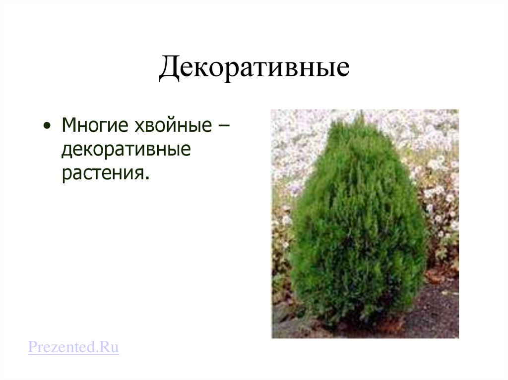 Декоративные