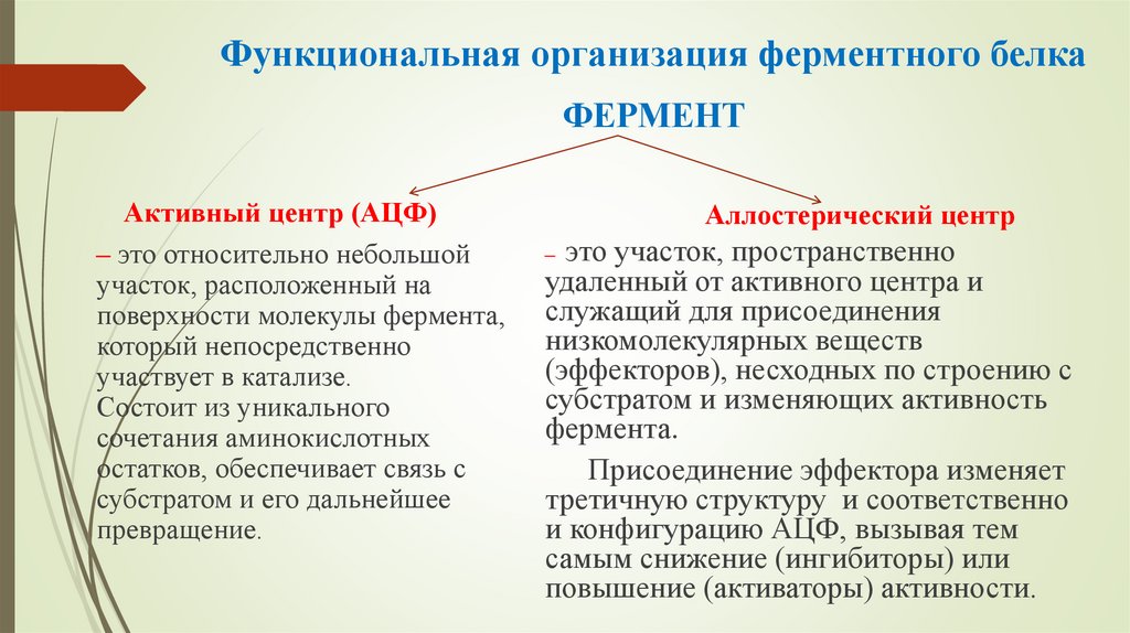 Функциональная организация ферментного белка