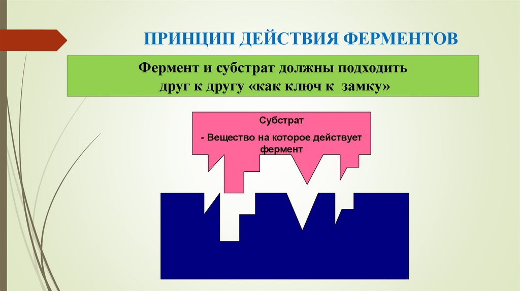 ПРИНЦИП ДЕЙСТВИЯ ФЕРМЕНТОВ
