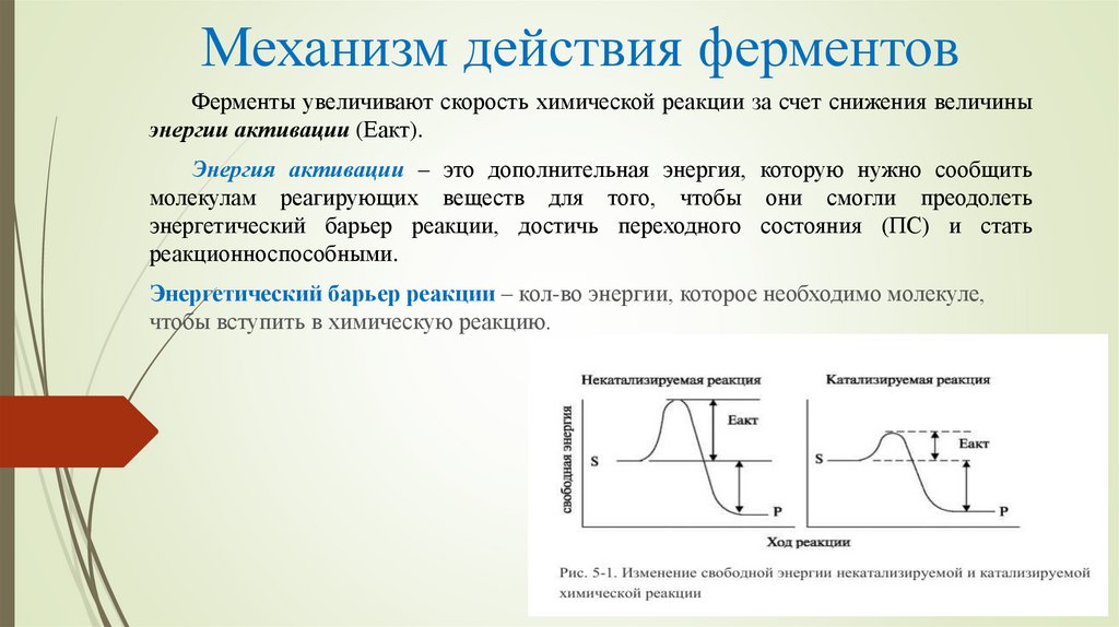 Механизм действия ферментов