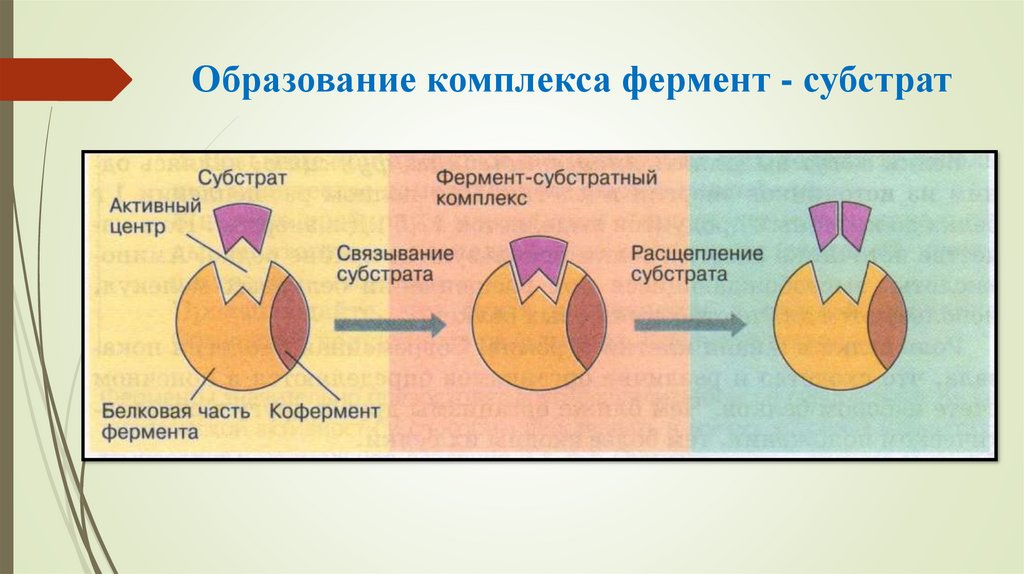 Образование комплекса фермент - субстрат