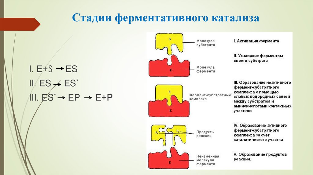Стадии ферментативного катализа